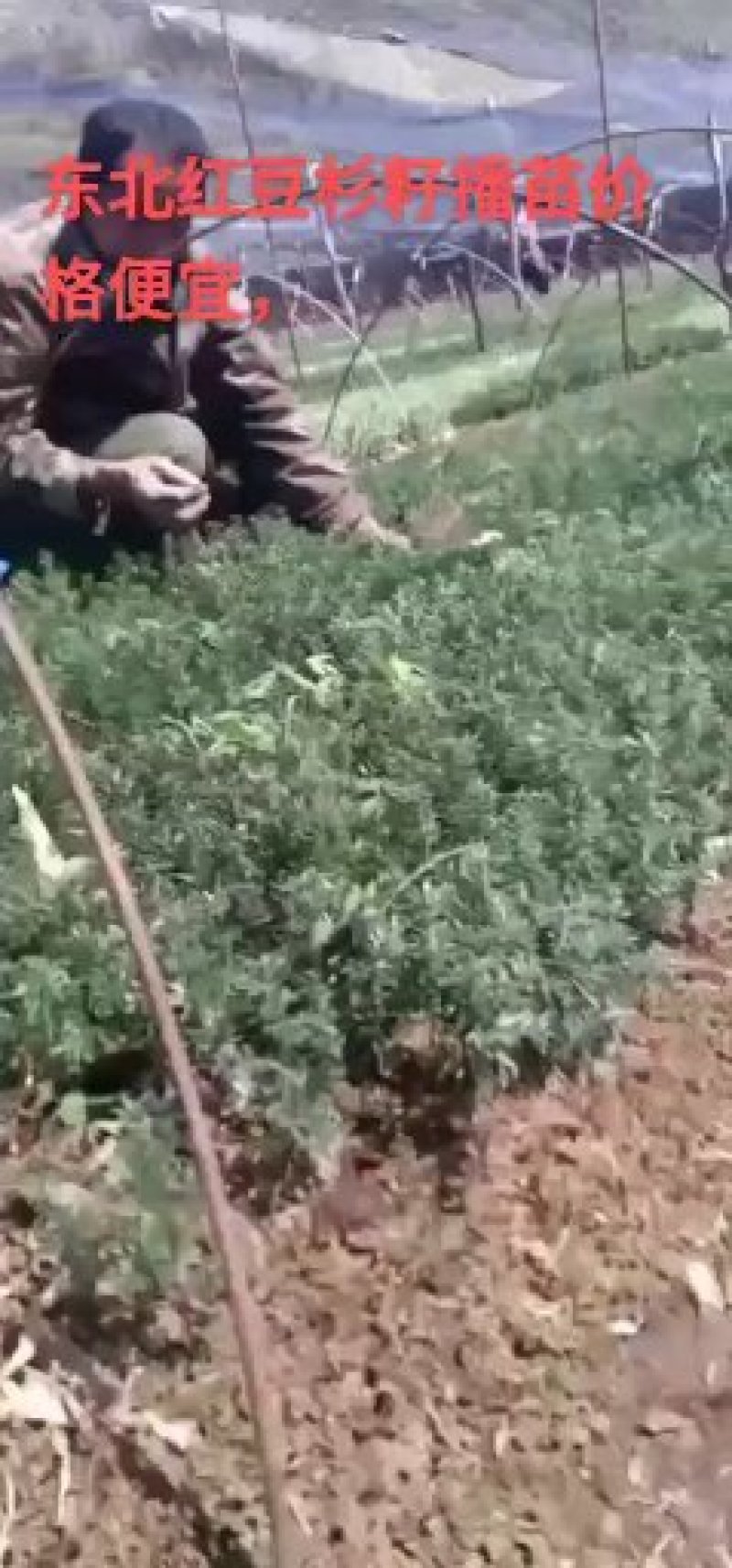 纯东北红豆杉籽播苗，扦插苗，杯苗，占地苗，