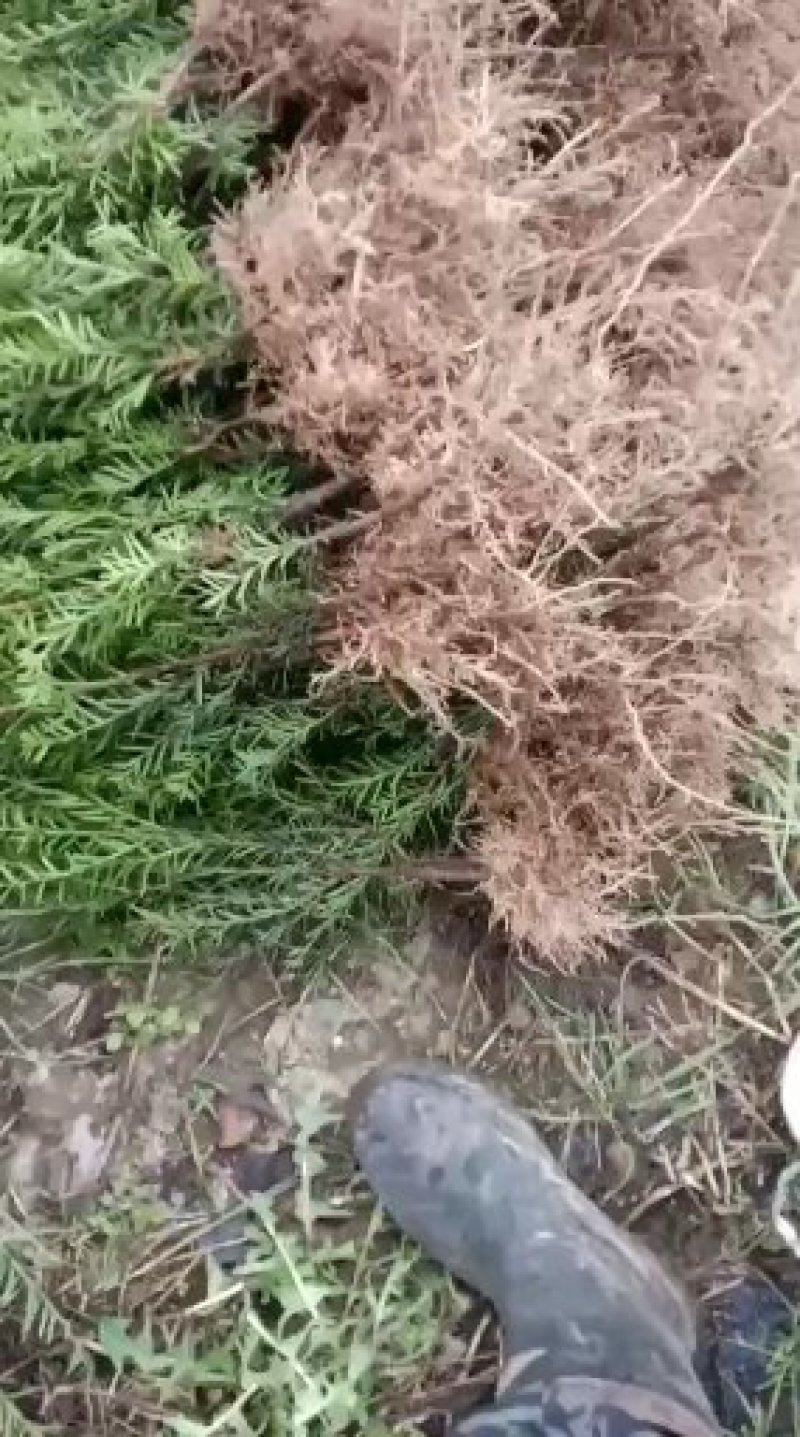 纯东北红豆杉籽播苗，扦插苗，杯苗，占地苗，