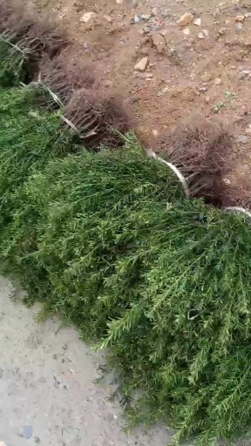 纯东北红豆杉籽播苗，扦插苗，杯苗，占地苗，