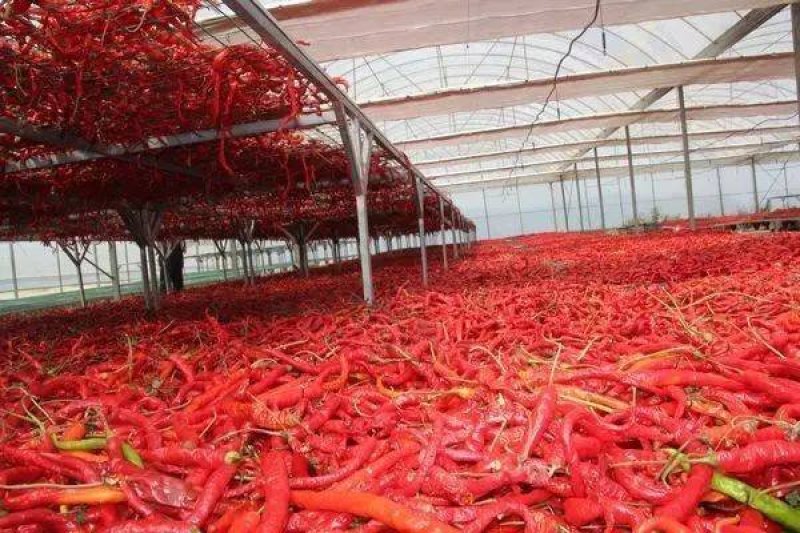 中国皱椒之乡——大方皱椒
