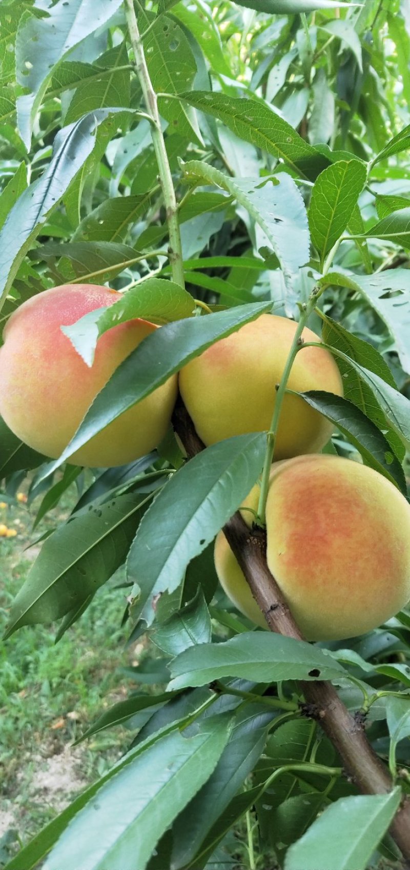 优质黄金蜜1号早黄桃已开始上市了