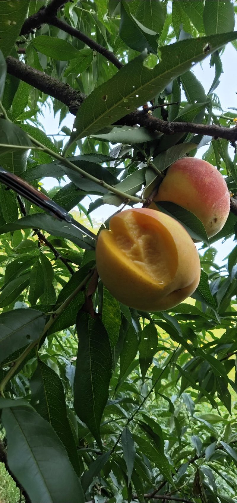优质黄金蜜1号早黄桃已开始上市了