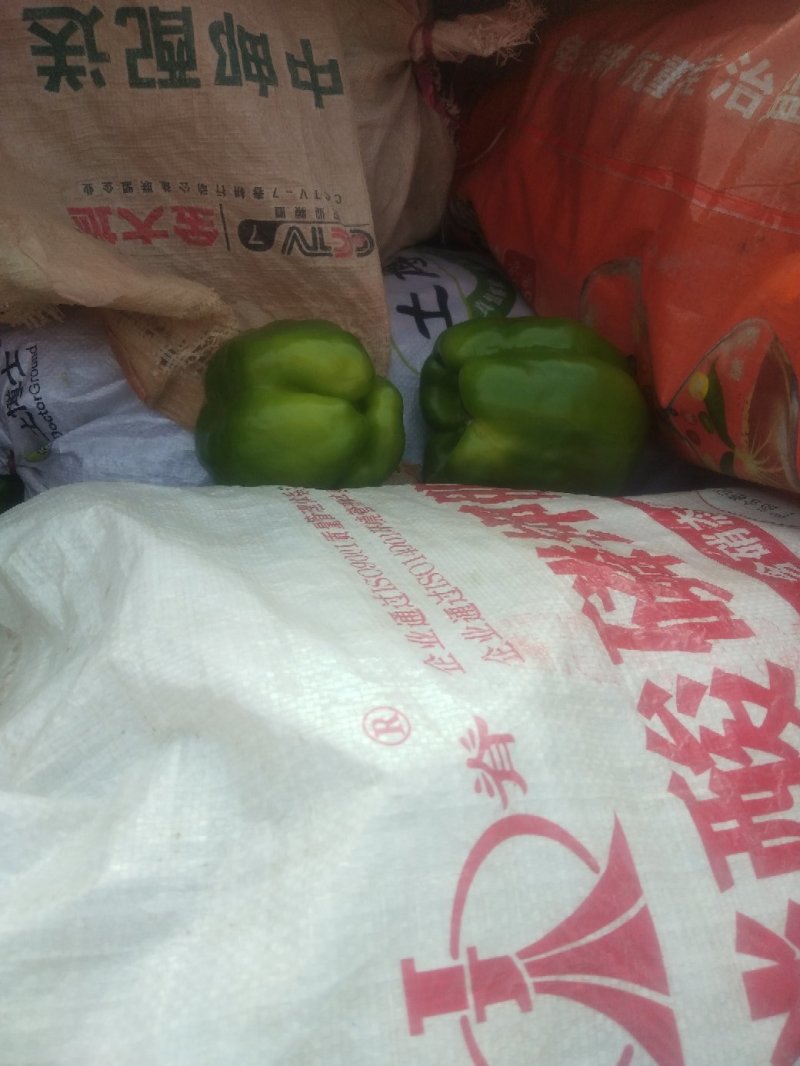 河北邯郸精品青椒产地直销欢迎前来考察。。