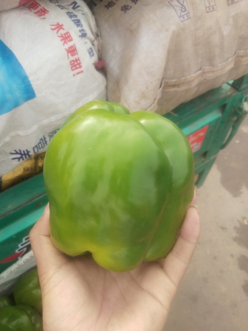 河北邯郸精品青椒产地直销欢迎前来考察。。