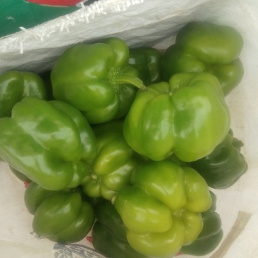 河北邯郸精品青椒产地直销欢迎前来考察。。