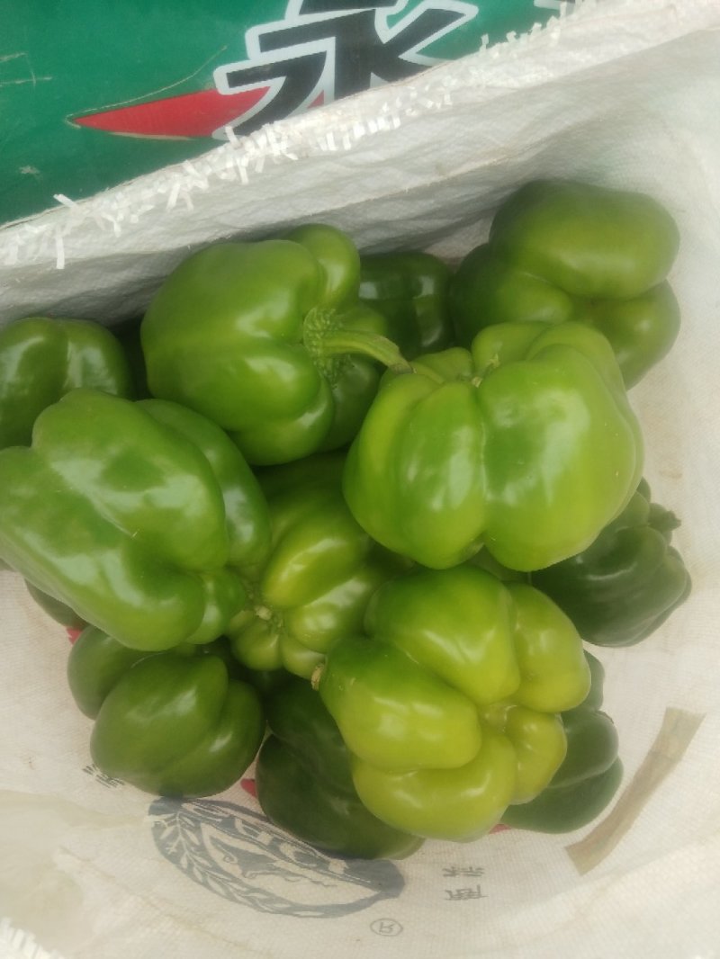 河北邯郸精品青椒产地直销欢迎前来考察。。