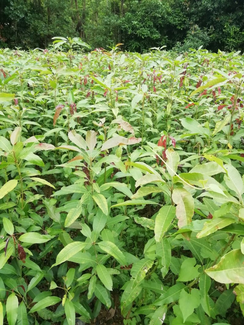 芒果树苗实生苗未嫁接苗金皇芒四季芒都有现货