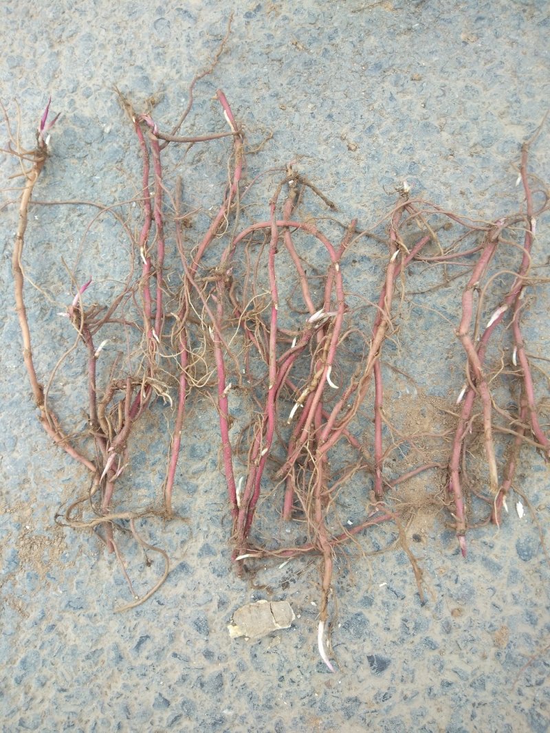 紫菀苗紫菀芽，上面是每斤价格，免费技术指导