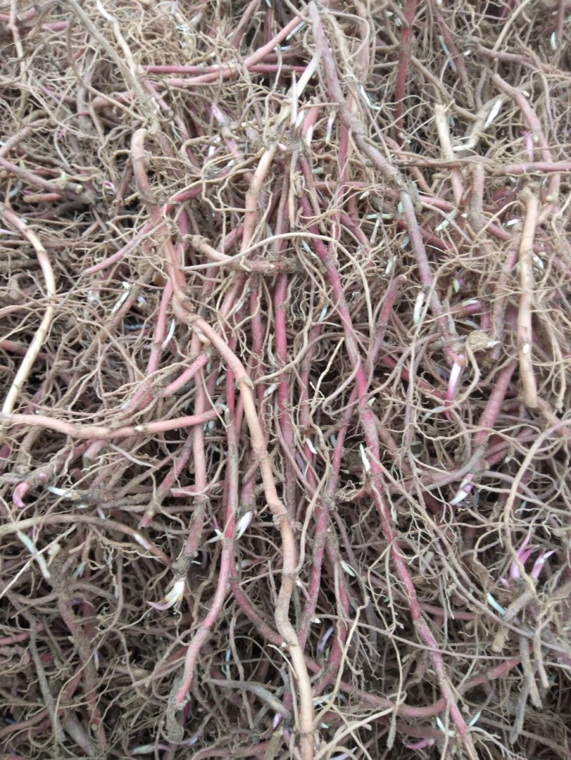 紫菀苗紫菀芽，上面是每斤价格，免费技术指导