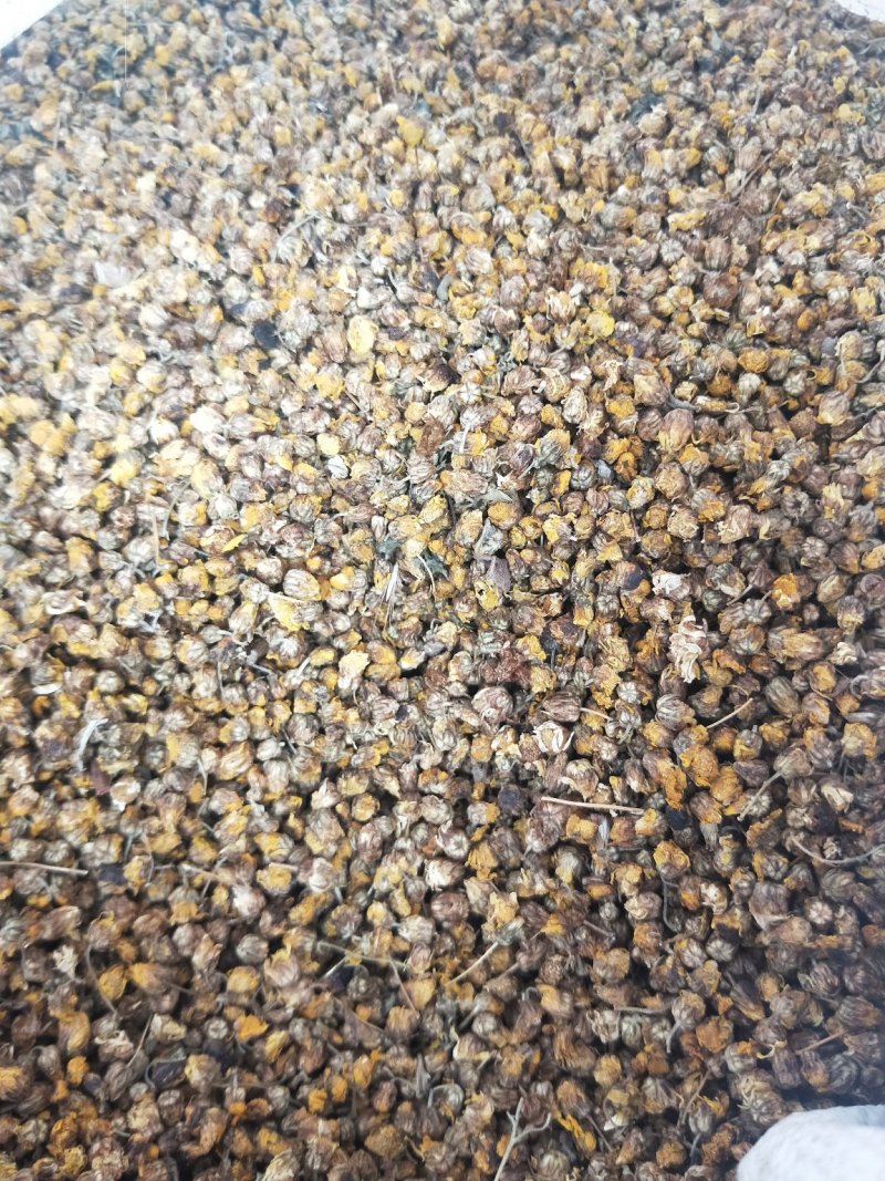 野菊米野菊花珍珠菊花草茶供应上千品种一站购