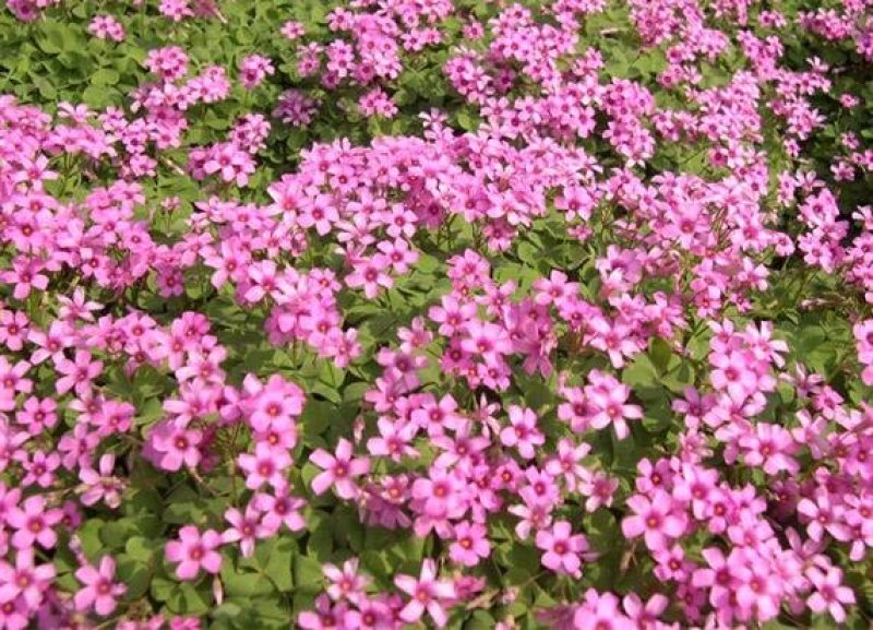 酢浆草红花酢浆草红花杂酱草青叶炸酱草种球大量批发