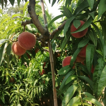 毛桃
