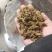 棉饼，棉籽饼！！！！！！！！！！！！！！！！