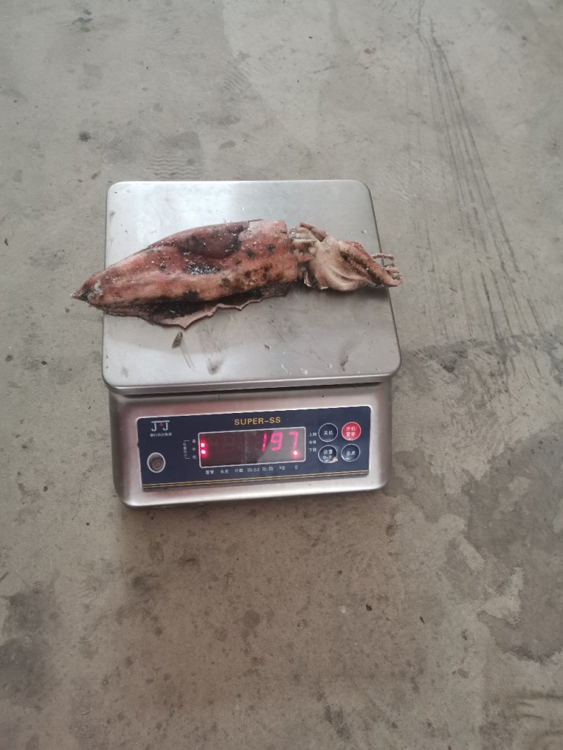 南沙群岛红鱿鱼过来不多价格便宜