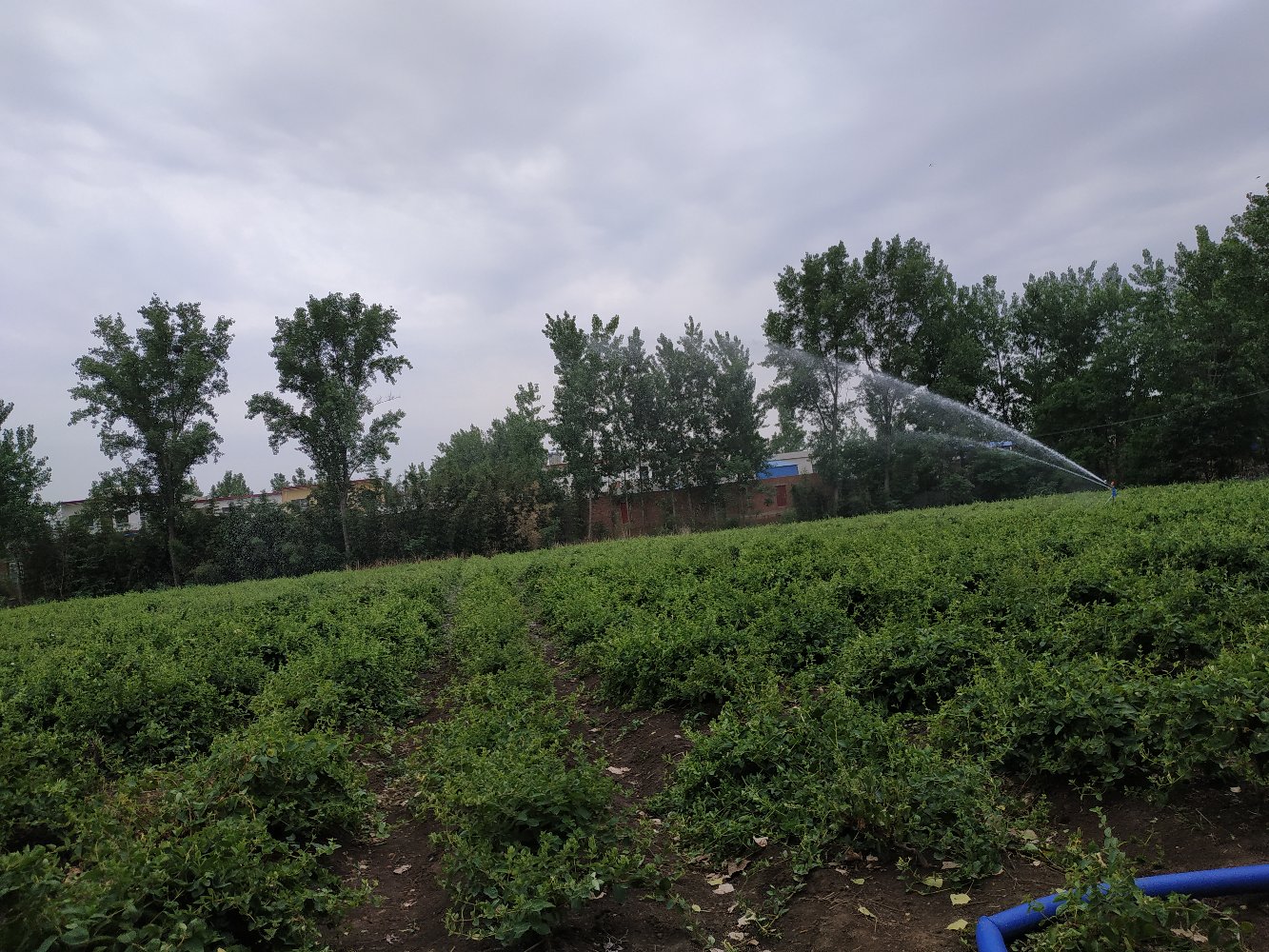 金银花不同生长阶段对比图