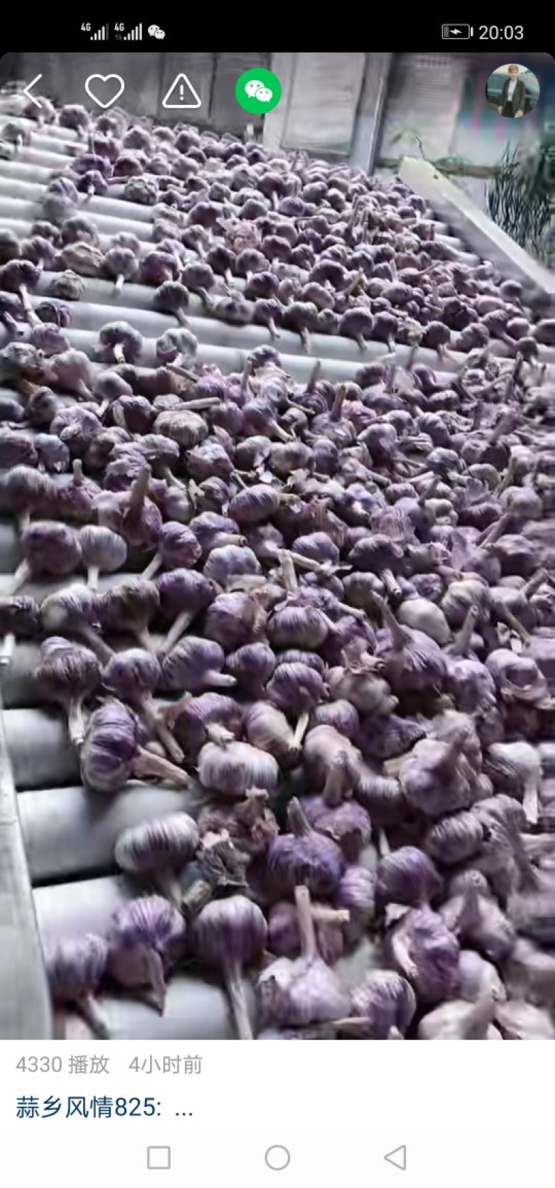 金乡太空蒜鲜蒜大量上市