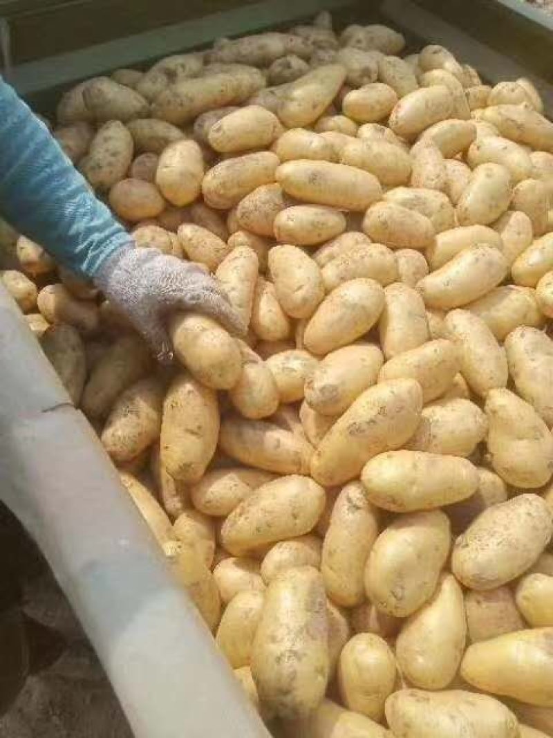 【冷库基地荷兰十五土豆飞鸽找货预售】
