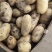 【冷库基地荷兰十五土豆飞鸽找货预售】