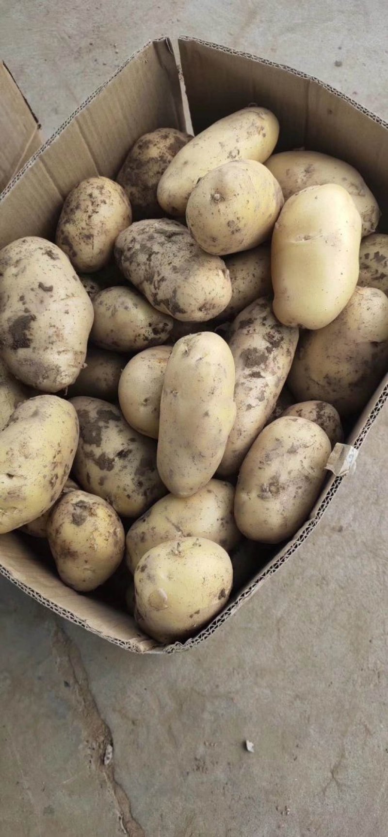 【冷库基地荷兰十五土豆飞鸽找货预售】