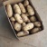【冷库基地荷兰十五土豆飞鸽找货预售】