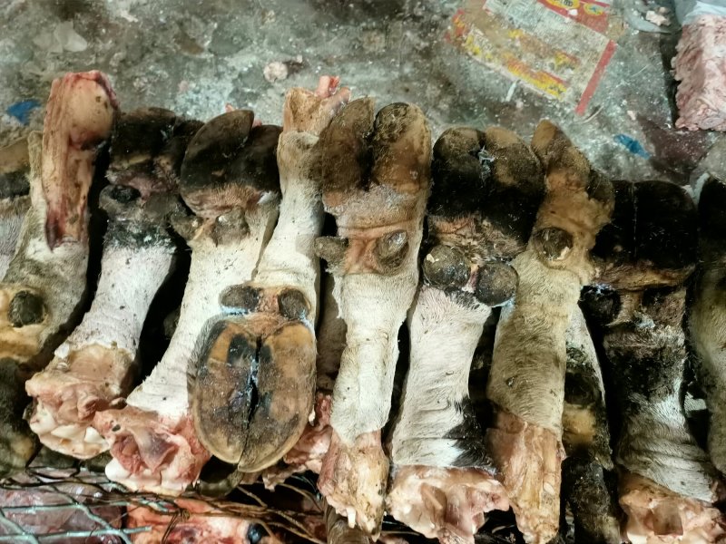 大量供应预肥带毛牛蹄