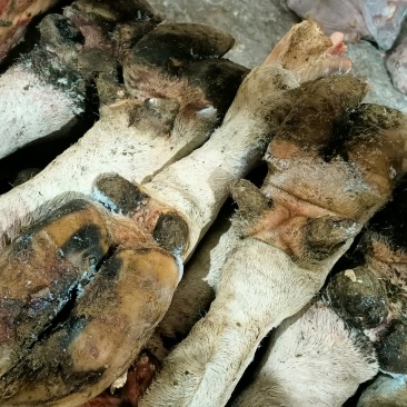 大量供应预肥带毛牛蹄
