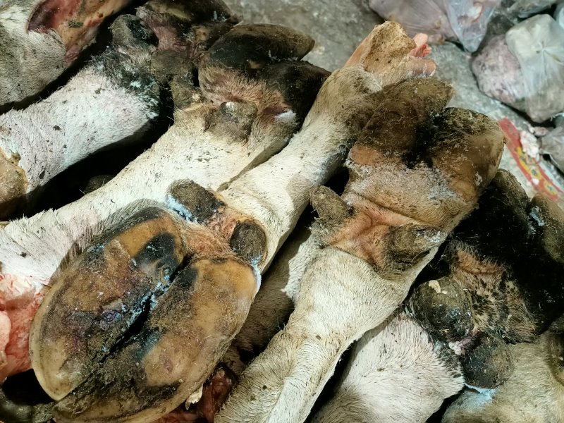 大量供应预肥带毛牛蹄