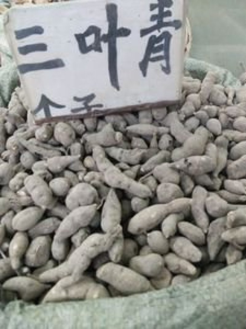 三叶青，常年批发供应中药材三叶青，量大从优物美价廉