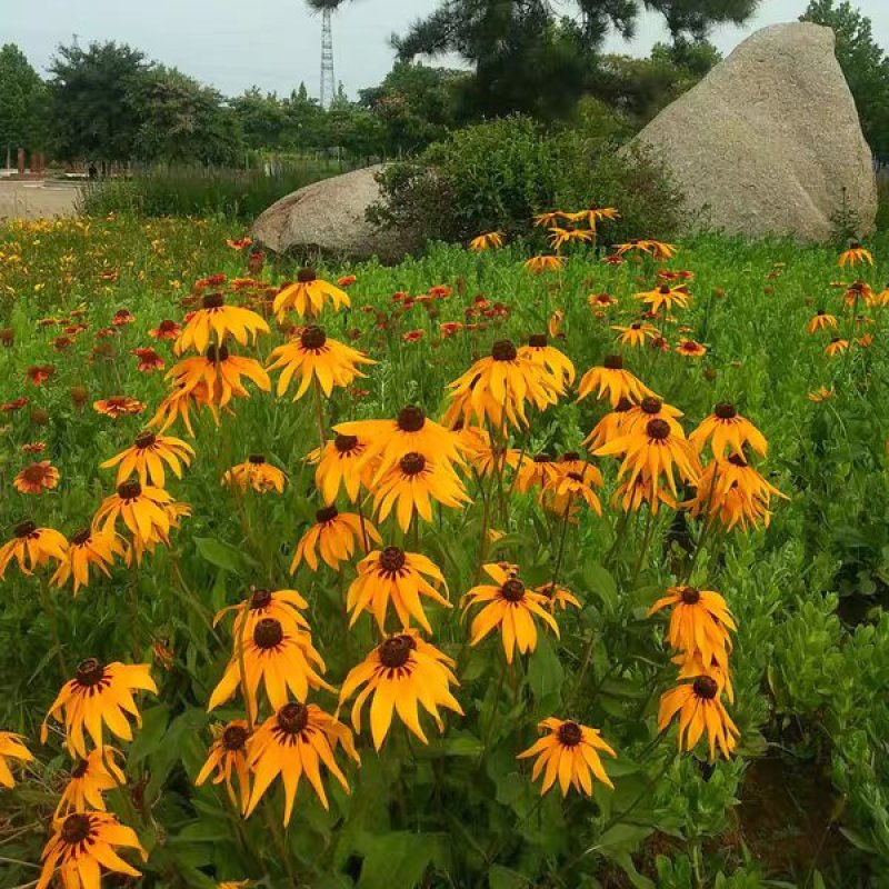 四季易种黑心菊种子金光菊种子景观工程园林绿化秋播花种子