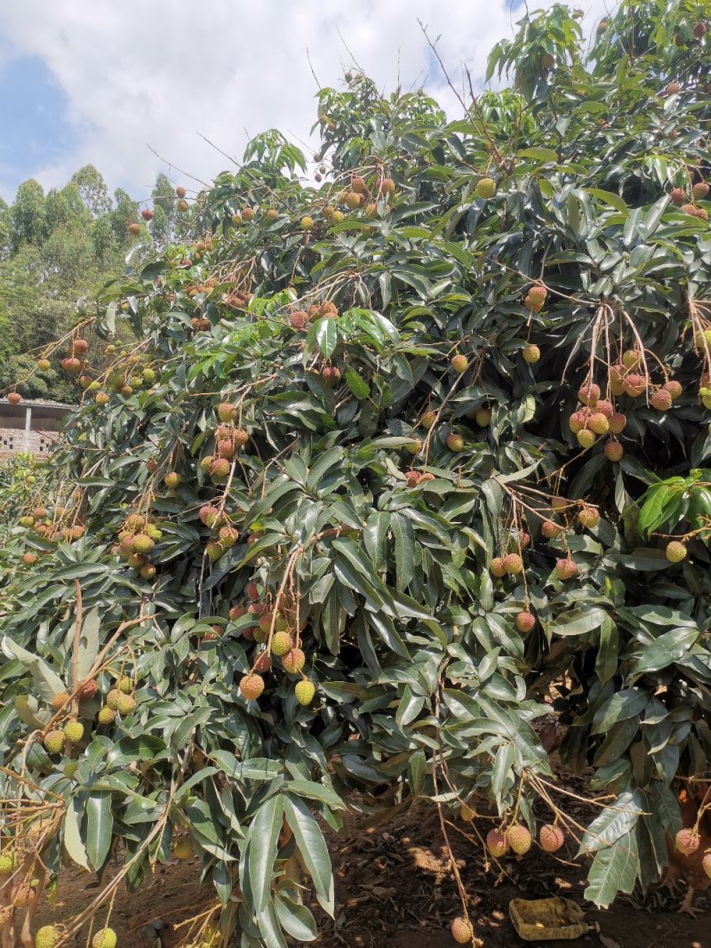 产地妃子笑荔枝
