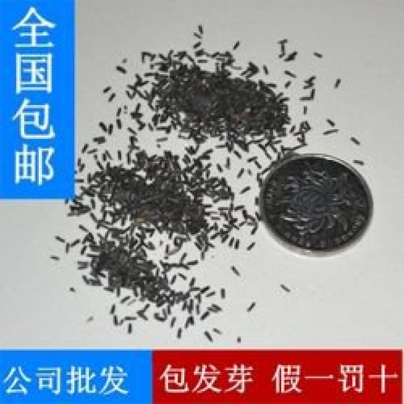 四季易种黑心菊种子金光菊种子景观工程园林绿化秋播花种子