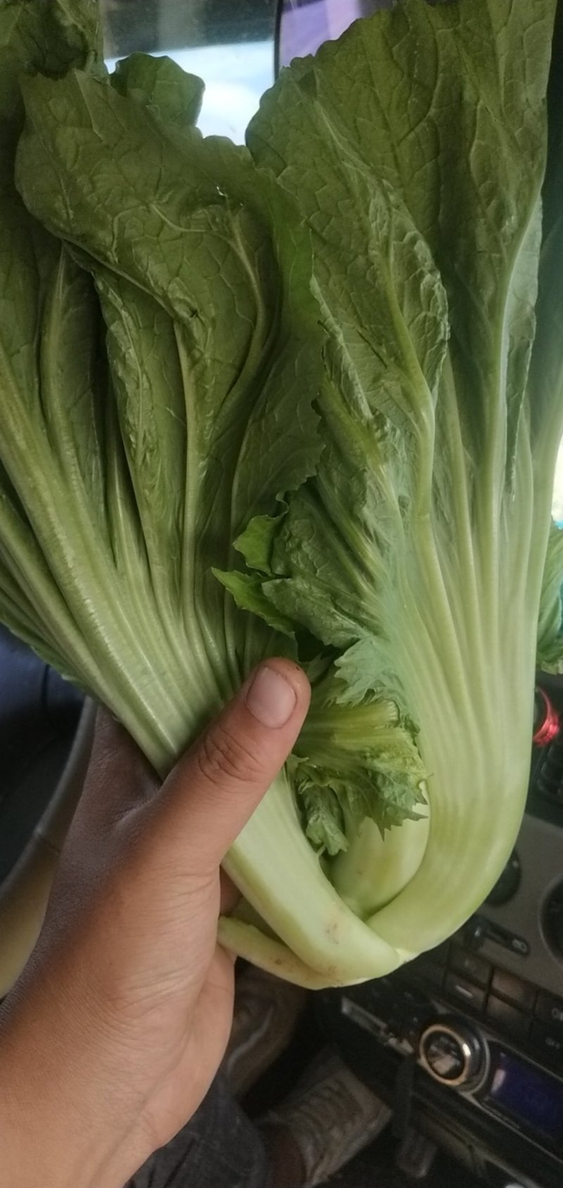 包芥适合盐酸菜，苦菜长期发货，常年供应，有合适加工厂可以