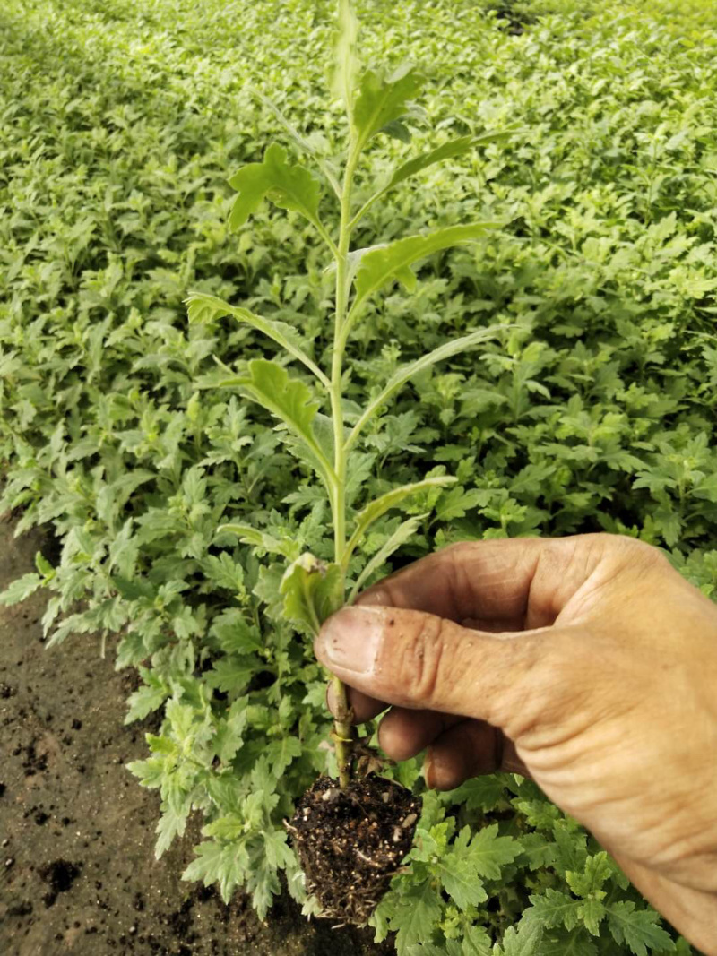 茶菊新品种大黄乒乓球菊苗现货秒发！欢迎预定