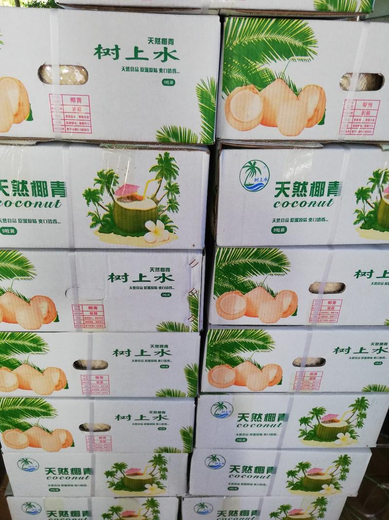 【全国供应】海南椰青，厂家批发，一年四季供货。