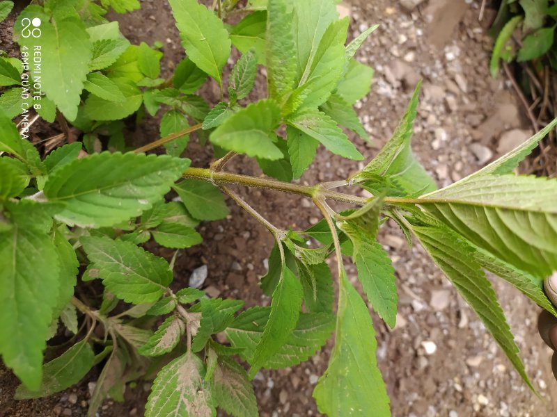 贵州毕节古夜郎大地野生中药材香薷草野生全草现采