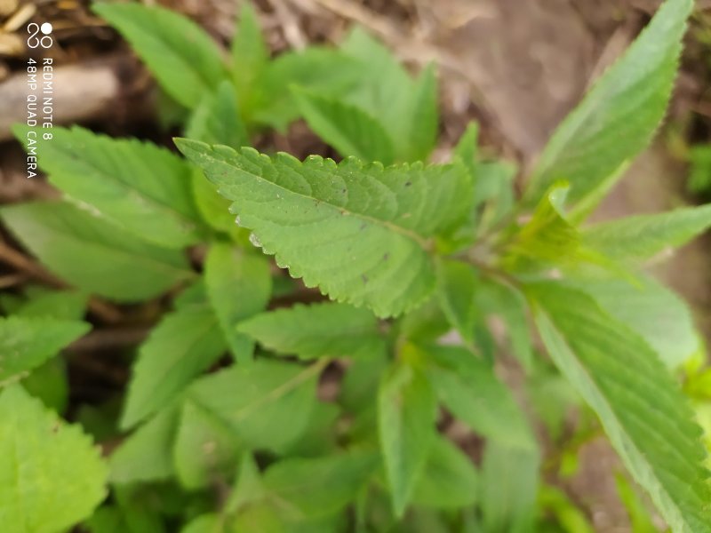 贵州毕节古夜郎大地野生中药材香薷草野生全草现采