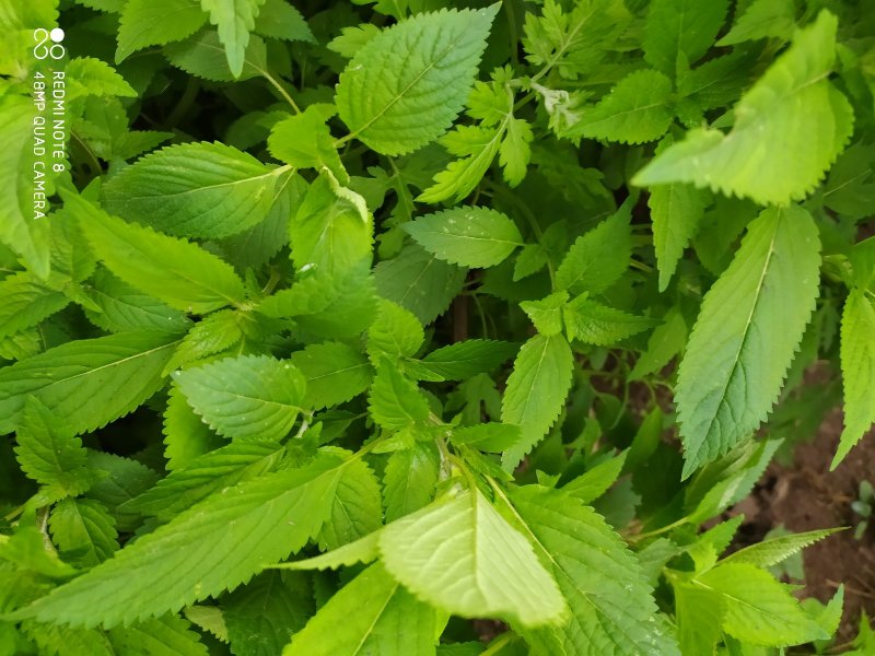 贵州毕节古夜郎大地野生中药材香薷草野生全草现采