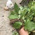 鹿药九层楼狮子七便头七春野生精品
