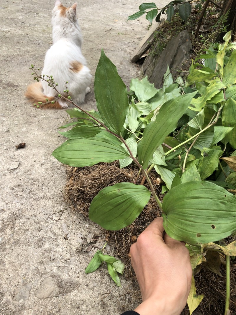 鹿药九层楼狮子七便头七春野生精品