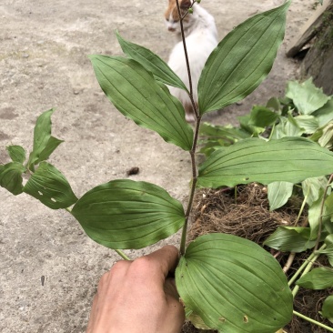 鹿药九层楼狮子七便头七春野生精品