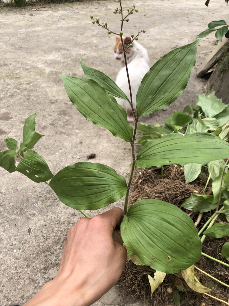 鹿药九层楼狮子七便头七春野生精品