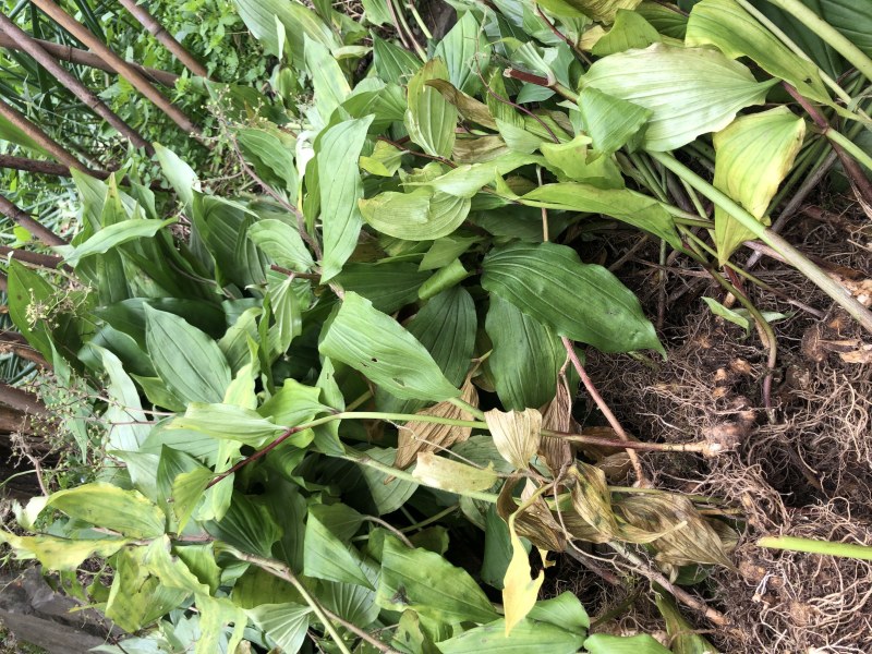 鹿药九层楼狮子七便头七春野生精品