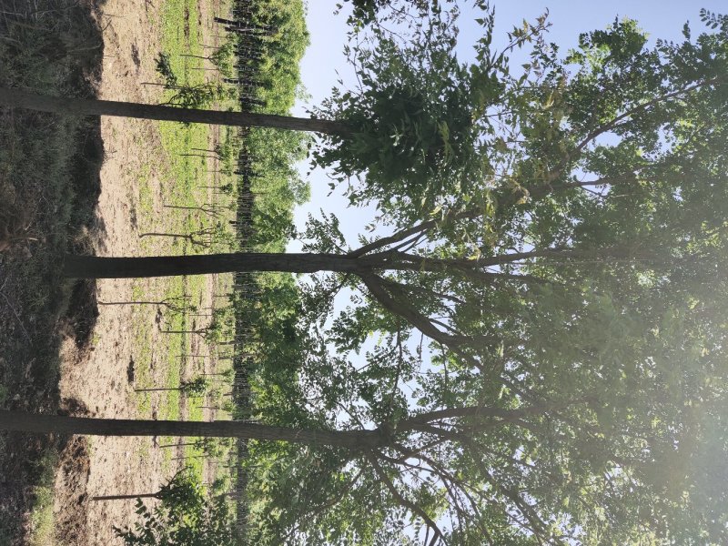 栾树