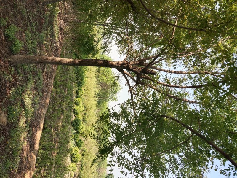 栾树