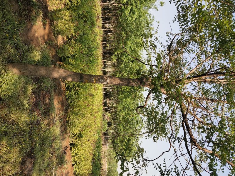 栾树