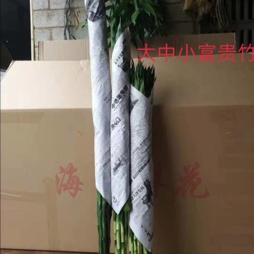 富贵竹