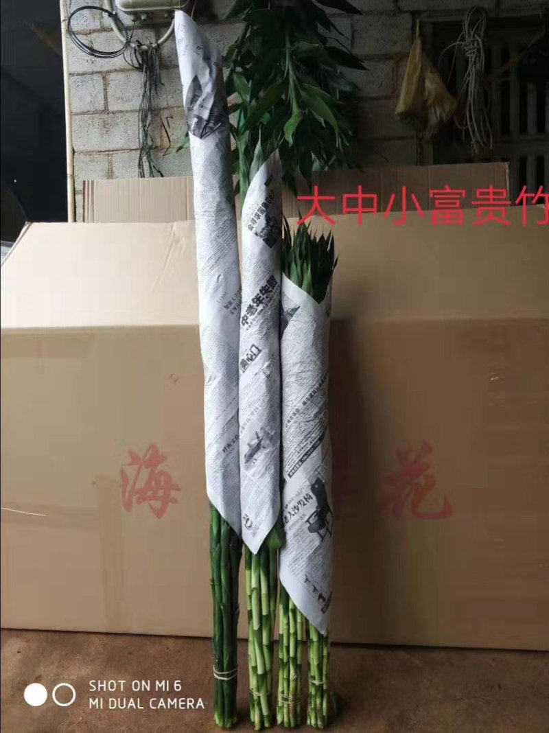富贵竹