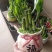 富贵竹