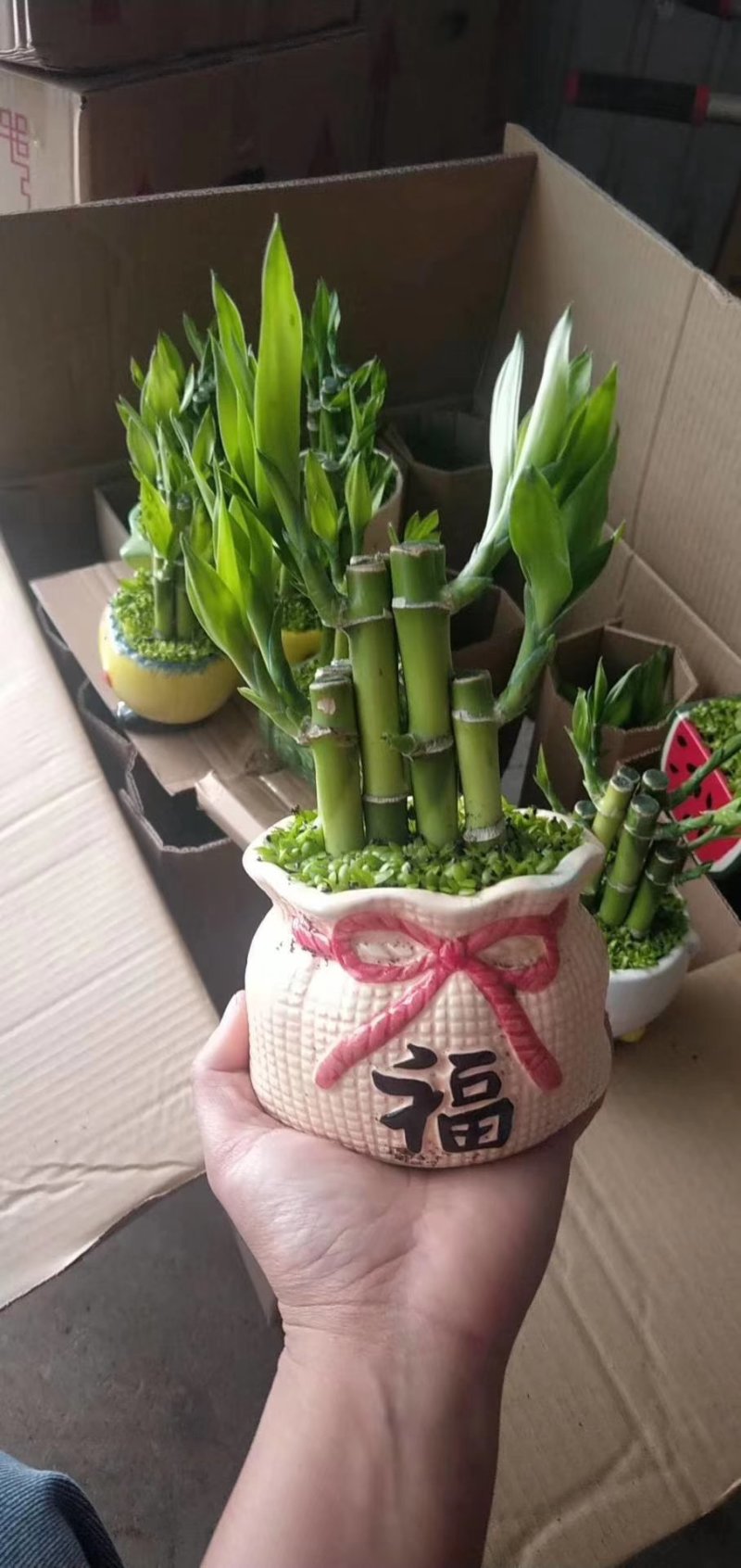 富贵竹