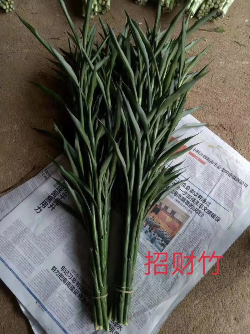 富贵竹